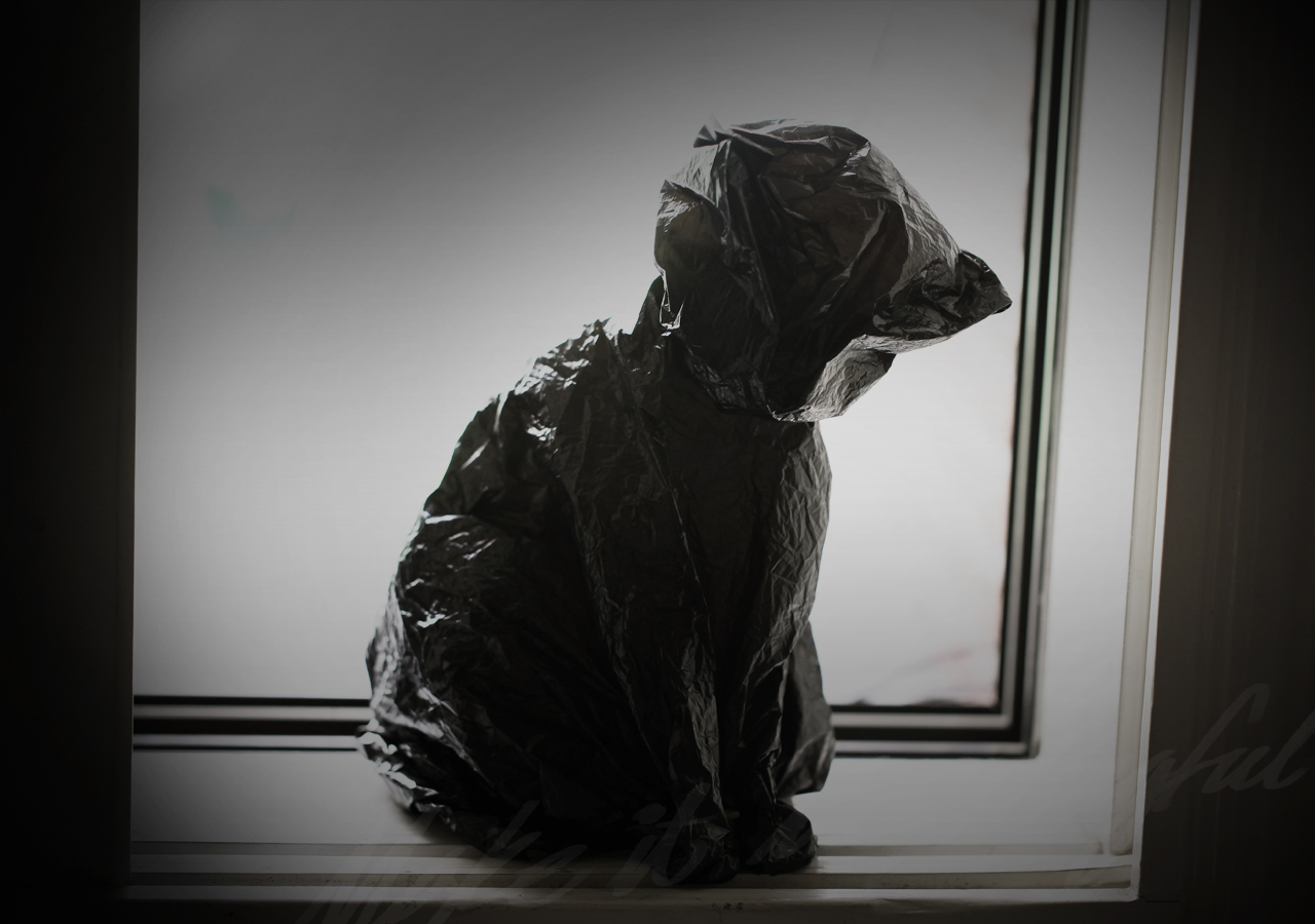 SooYoung Song’s work. The background image automatically turns to next image.