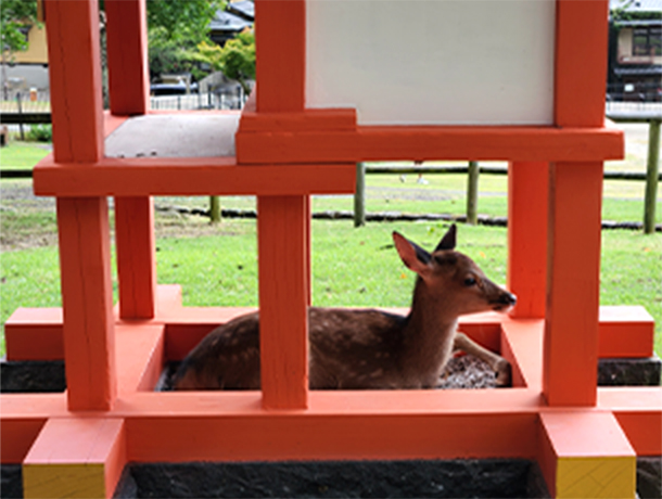 A deer in Nara Park in Nara, Japan.