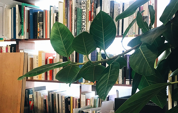 A plant lying in front of bookshelf.