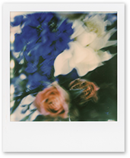 A polaroid photograph shows floral images captured by artist GiSeok Cho.